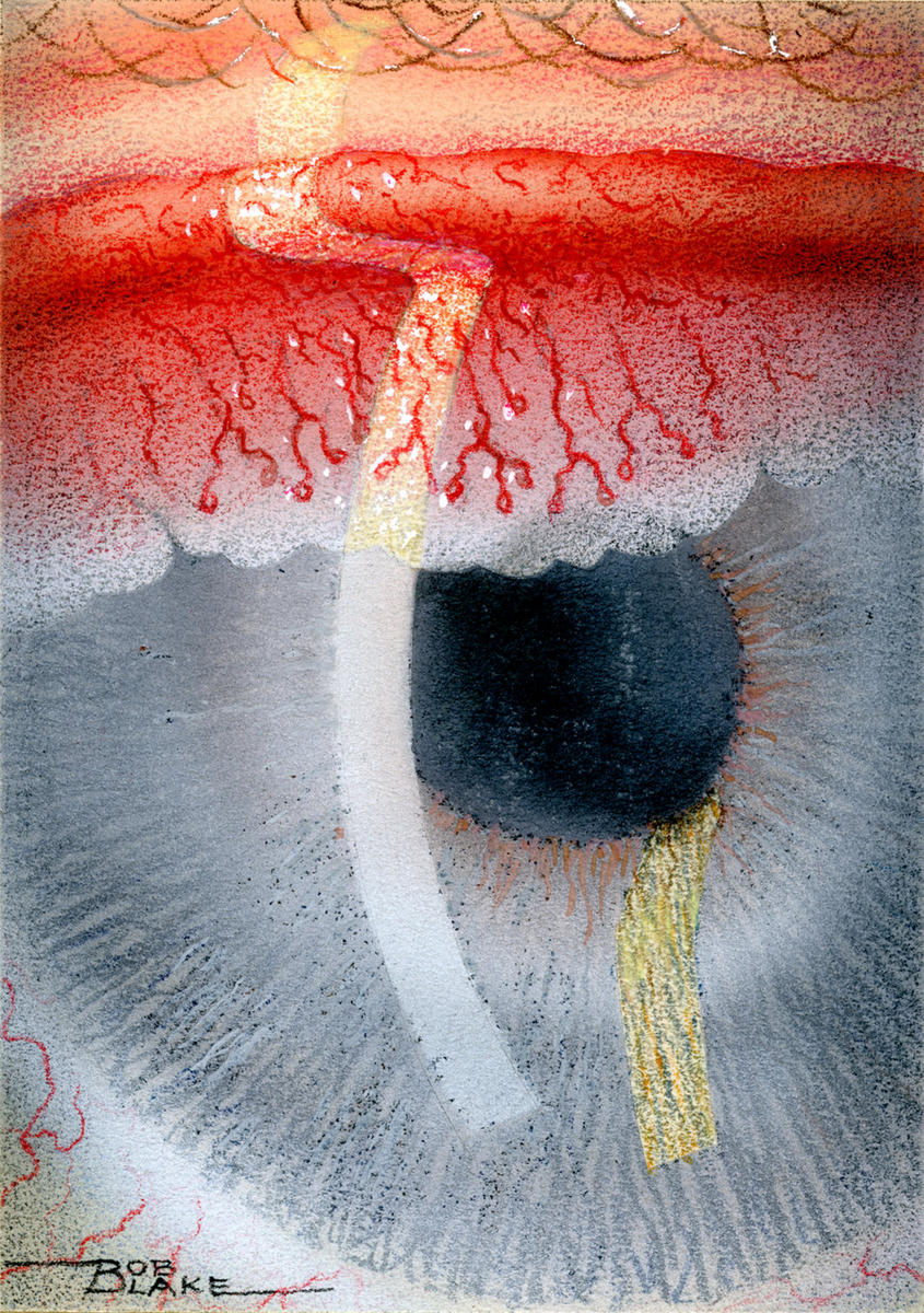Illustration of Eye by Robert Blake