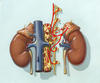 Kidneys, color illustration; Robert L. Blake Papers 