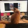 Cat looking at computer